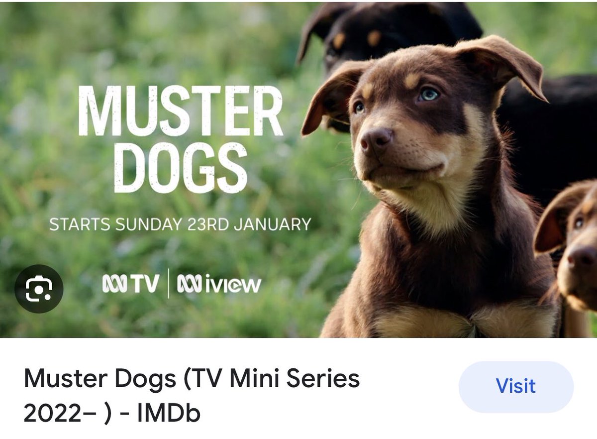 Dog people! #MusterDogs on @netflix is terrific.  I wasn’t familiar with kelpies.