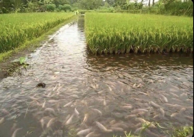 Fish-rice integration is exciting. You harvest both fishes and rice on the same land. 
Do you like it? #AskKennedy