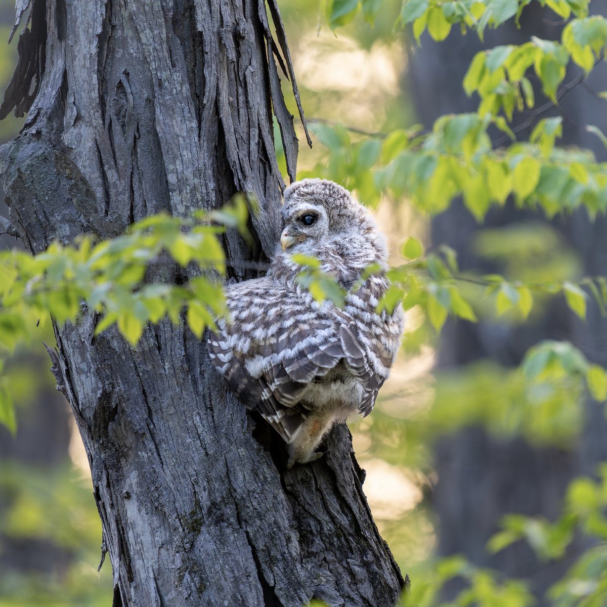 Tree hugger.🌳💕🦉

Baby Barred Owl, Orange County, NY.

#barredowl #birds #birdwatching #nature #nature photography #owls #wildlife #wildlifephotography