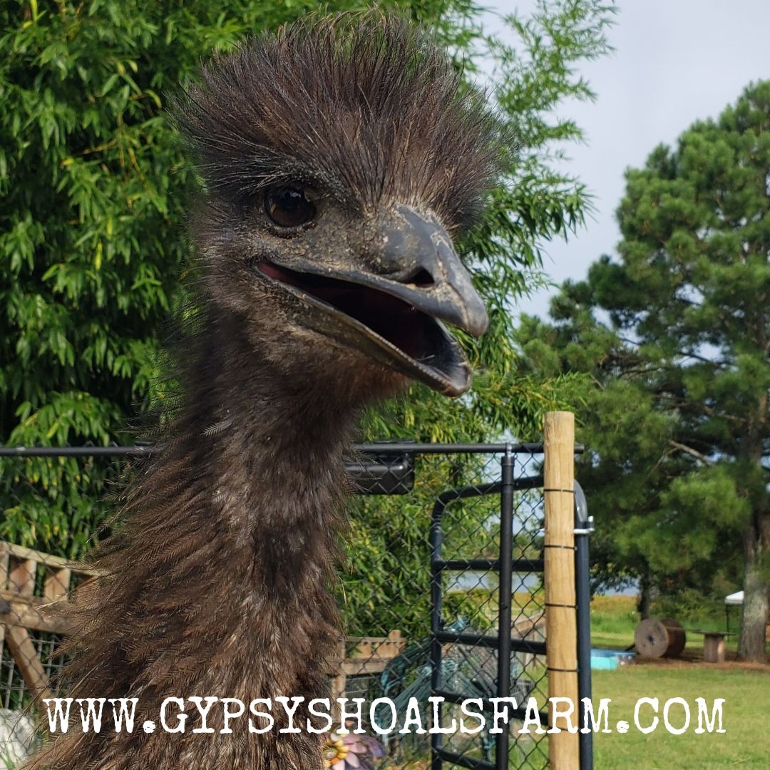 Desi says if no one has told you today, Jesus Loves Y'all! 💖💯 #emus #farmlife #jesuslovesyou #alabama #southernliving #homesteading #gypsyshoalsfarm