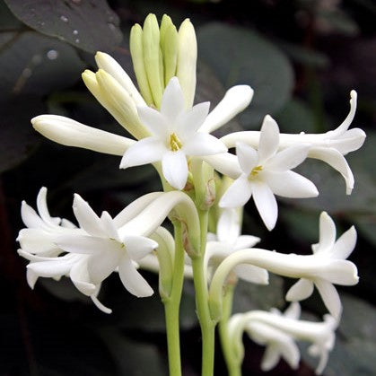 umishuchit is from the nāhuatl word for tuberose (a kind of flower, pictured below)