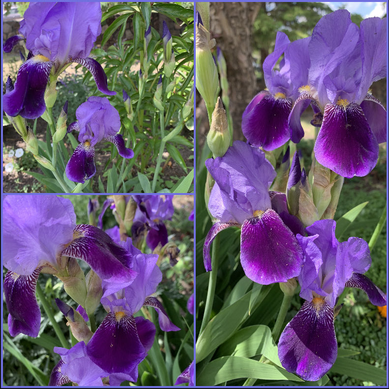 Purple Iris’s 💜 #FlowerReport #FlowerHunting
