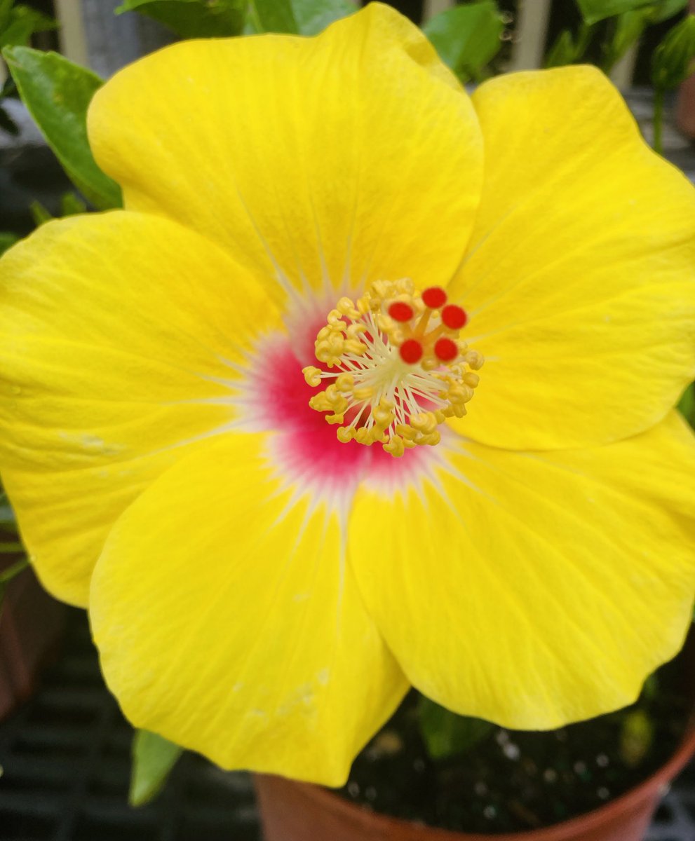 It’s still Sunday here right. Pardon me I’m late for the #SundayYellow gumamela
#ThePhtoHour#Flowers
#NaturePhotography 

ALOHA