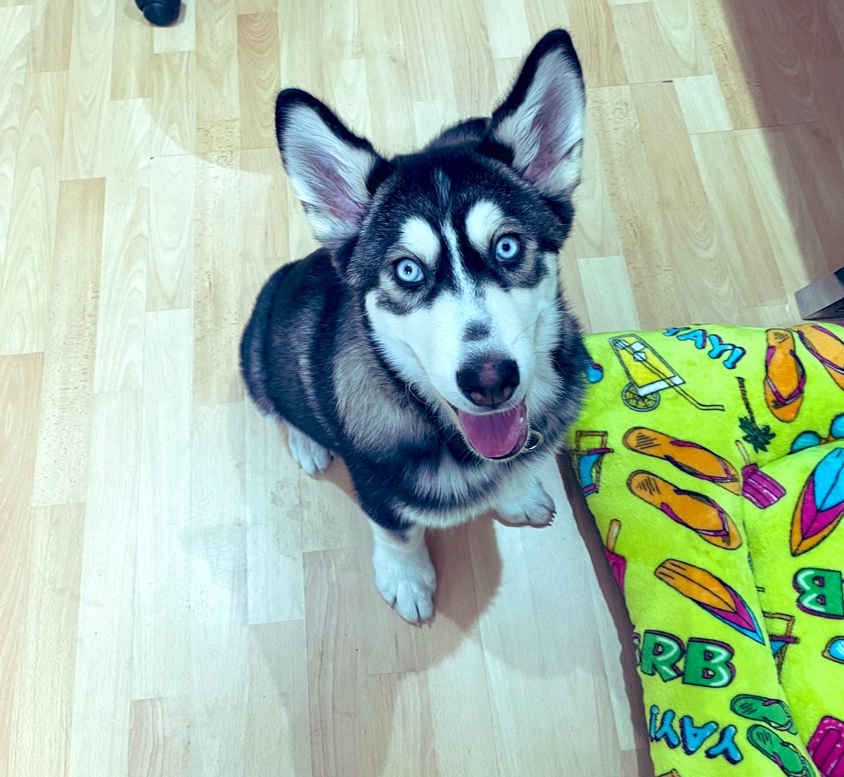 drivanmartinez's tweet photo. Hoy fue la primera vez que trabajé junto con mi nuevo co-terapeuta se llama Anakin y fue un éxito con los pacientes… es una maravilla trabajar con ellos y el impacto positivo de los animales de apoyo emocional y de servicio.
#psychtwitter #polanco https://t.co/AsZ0etviPY