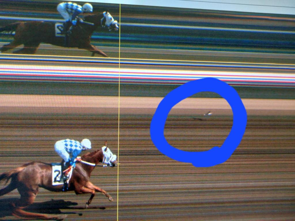 jone_loyd's tweet photo. #Equibase will say it was the 2, but I say it was the bird! #photofinish https://t.co/pqqKmVHtJR