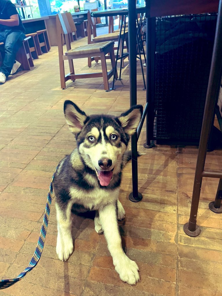 drivanmartinez's tweet photo. Today, was my first time working with my new co-therapist his name is Anakin, and was a success with the patients! It’s wonderful working with emotional support and service animals. #psychtwitter #polanco https://t.co/qHaidYRkE5