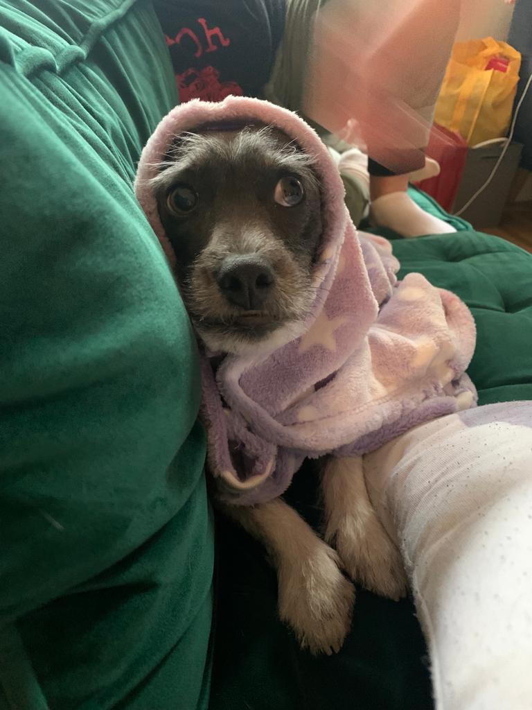 kydats_'s tweet photo. @hankgreen my dog Howdy!!! https://t.co/lUlQ5Ym9r9