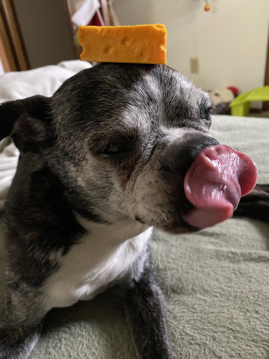 Pawesome_BTBros's tweet photo. Mommy thinkeded it would be a Gouda-dea to put this silly foam cheese on our heads…Wees demands reparations in the form of real cheese! #NationalCheeseDay #CheeseHeads #DoWeLookCheesy #DogsofTwitter #CheeseDogs #CheeseLover https://t.co/hAI4ZXzAnz