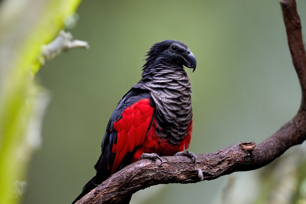 AnimalAddictsP's tweet photo. Check out our Favorite Pretty Looking Venomous or Poisonous Animal, the Coral Snake and Poison Dart Frog, and our Animal of the Week, the Dracula Parrot (or Pesquet’s Parrot) on Episode 125! #TheAnimalAddictsPodcast #CoralSnake #PoisonDartFrog #AnimalOfTheWeek #DraculaParrot https://t.co/ijlohjccHb