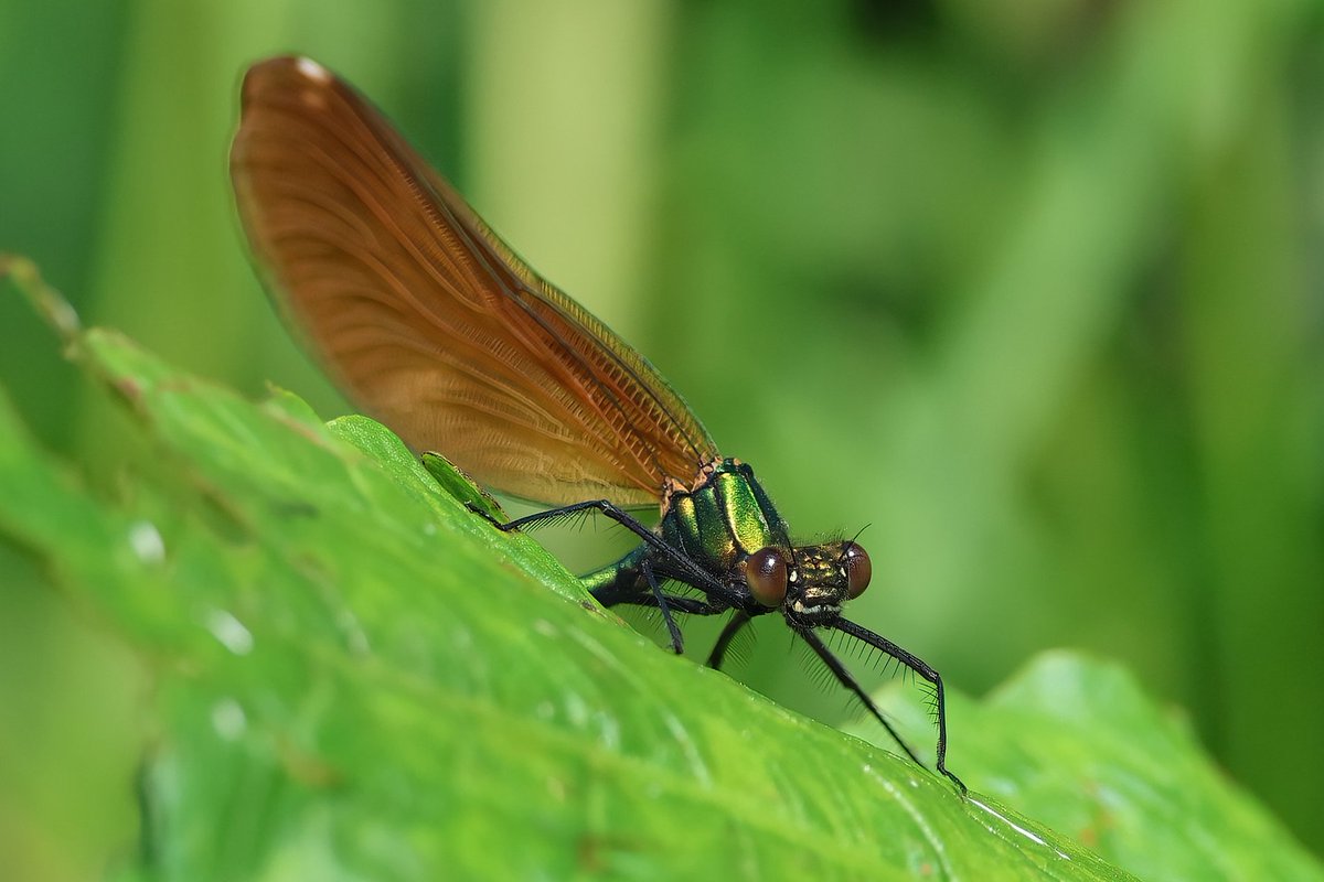 Today was all about the bugs! 🥰 These were my two favourites - a tiny zebra spider and a Beautiful Demoiselle 😍 #zebraspider #beautifuldemoiselle #BugsMatter #TwitterNatureCommunity #TwitterNaturePhotography #belvide #canonuk #NatureBeauty  #SpringWatch