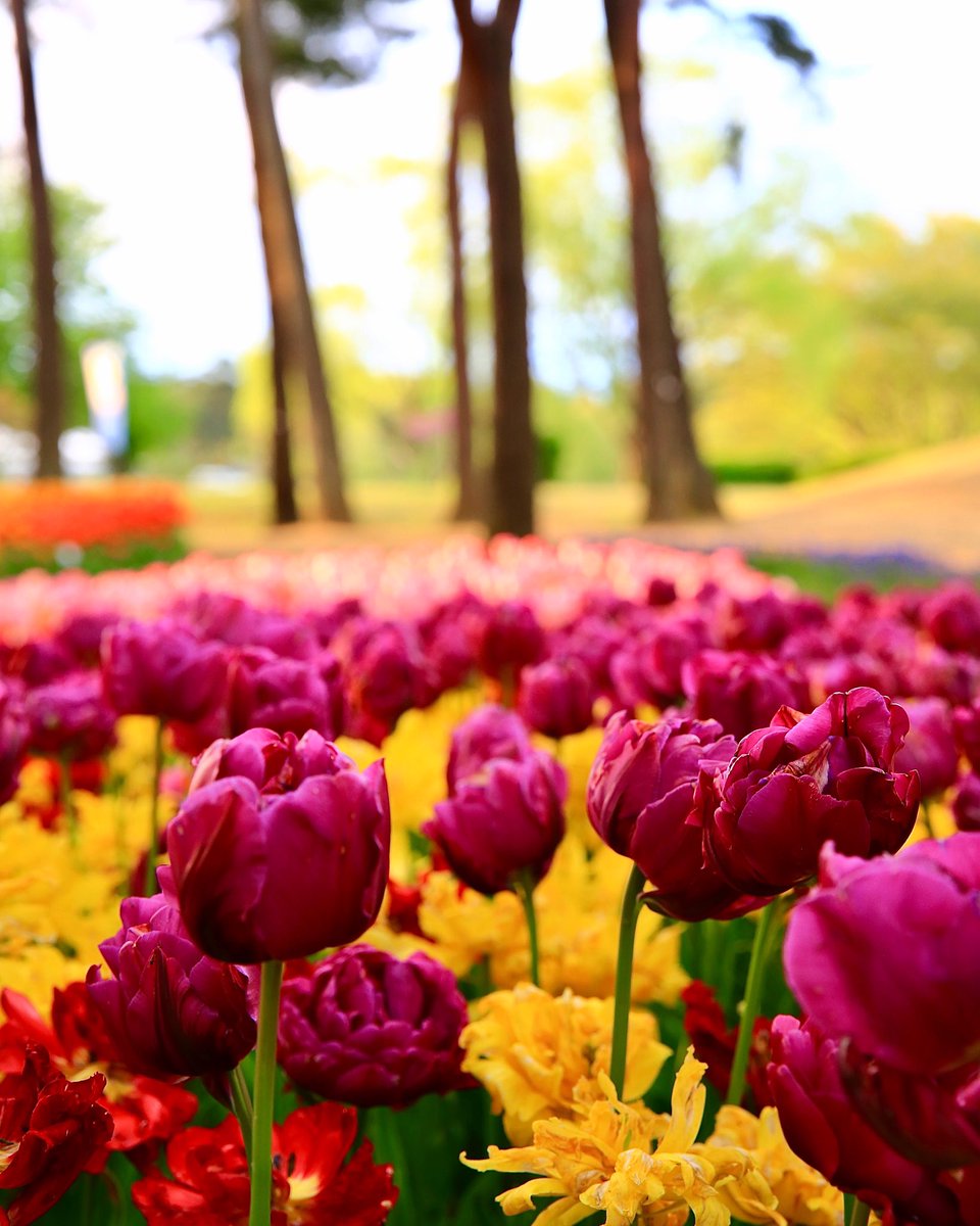 Happy Monday👋 #tulip #flowers #sonya7rii #photography #MondayMood