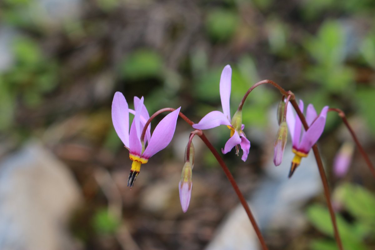 ellenmnelson's tweet photo. Just outside of Riggins, ID the flowers are putting on a very purple show 💜

(Peep the image description for the flower ids) https://t.co/CIULIhTtM9