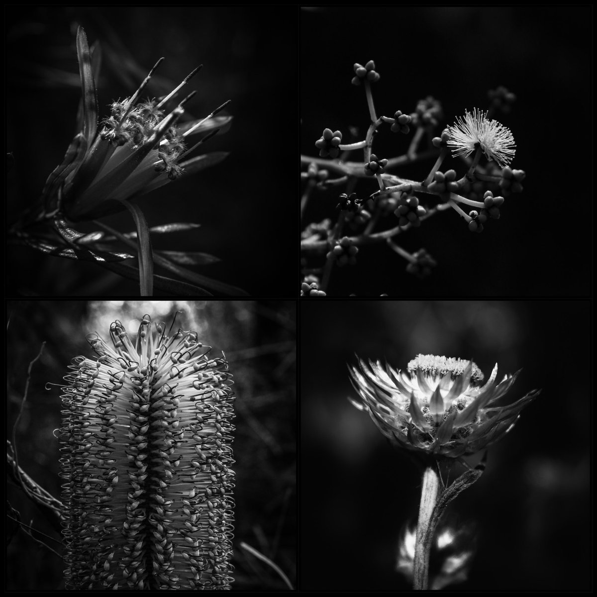 Rockcat_BnW's tweet photo. Complex simplicity of Australian native flora #blackandwhitephotography https://t.co/JJN0XyvRbl