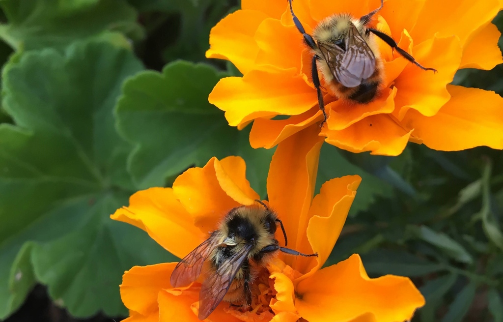 greengategarden's tweet photo. DYK that June 16 - 25 is Pollinator Week? Support pollinators in your garden by ensuring there is a continuous succession of flowers blooming from spring to fall. Choose old-school plants such as hollyhocks &amp; bee balm that are not highly cultivated. #pollinatorweek2022 #yycbees https://t.co/afjW3iGWlI