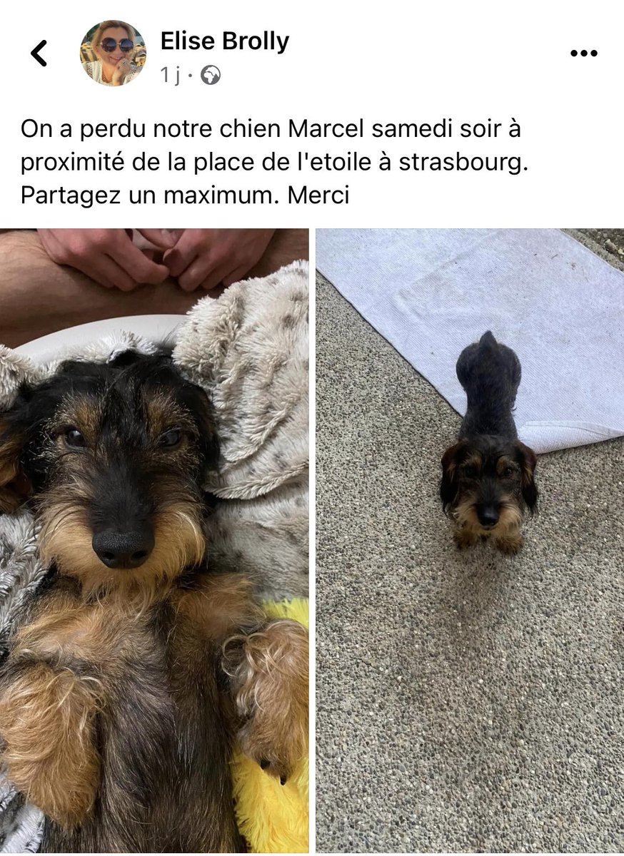 URGENT STRASBOURG ! 
Marcel a disparu à proximité de place de l’étoile et n’a pas été retrouvé 
Si vous pouviez rt en espérant que quelqu’un l’ai mis en sécurité ou je reconnaisse et contacte sa propriétaire (ou moi) 
Merci beaucoup !