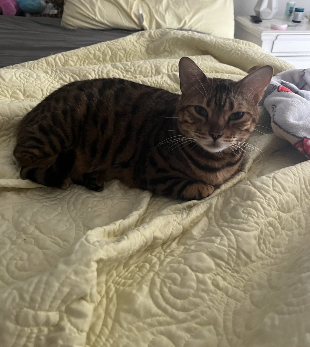 Im the purrrfect one to bake you a loaf 
😻😻🩷🩷

Happy Monday Besties! 

#TeamBengal #KittyLoafMonday #cats #CatsOnTwitter #CatsofTwittter