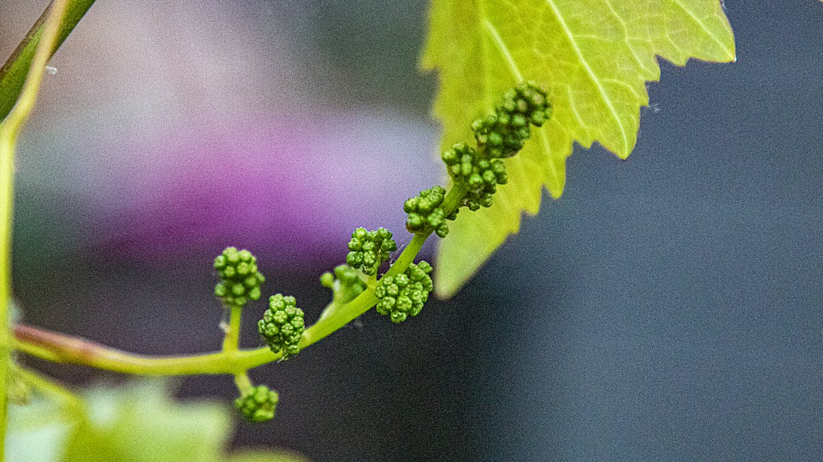 dwfotografie's tweet photo. het leuke van mijn #minimoestuin is, dat ik groente en fruit vanaf ienieminieklein zie groeien...
Ik had bv nog nooit babydruifjes gezien....
Nu wel :-]] https://t.co/ip5gdwni4z
