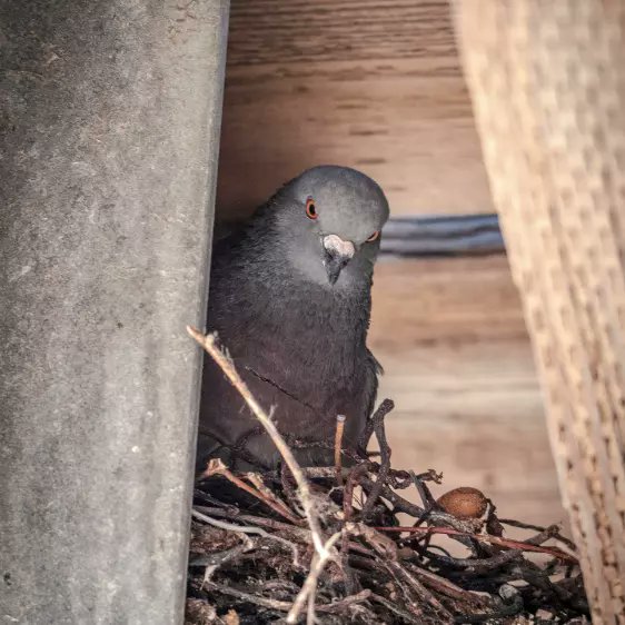 EmrisServices's tweet photo. Do you have #Pigeons nesting?

https://t.co/JBbE7bQBTw

#EmrisServices covers the North West, including Liverpool, Widnes, Runcorn, Warrington, St Helens &amp; Frodsham.  #PestControl #PestControlServices #PestControlService #PestControlProfessionals #PestControlCompany #Pigeon https://t.co/csynB2EXD9