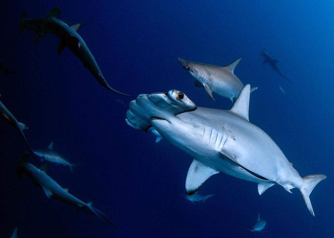 Sharks Daily 🦈 tweet media