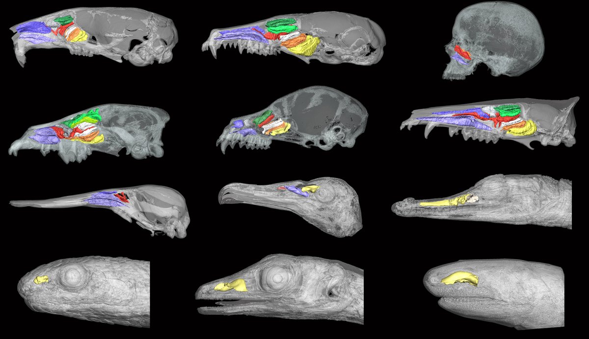 [New Paper] Interested in olfaction, respiration, and nasal cavities? Check our new preprint!
paleorxiv.org/2gm95/