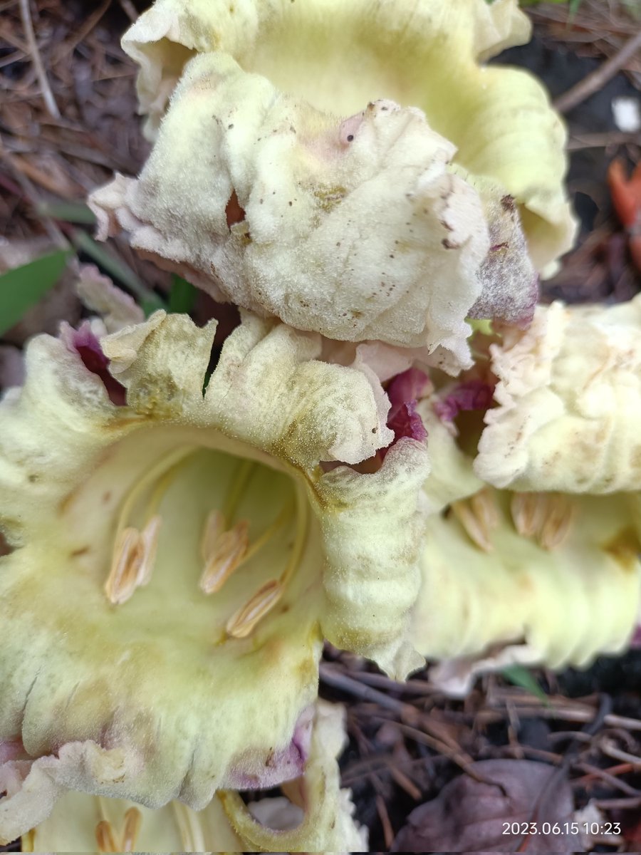 सपनामा हराएको मान्छे tweet media