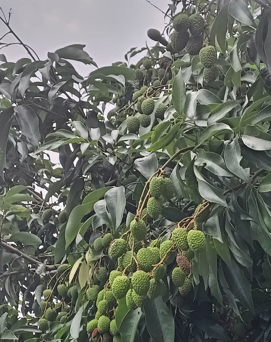 सपनामा हराएको मान्छे tweet media