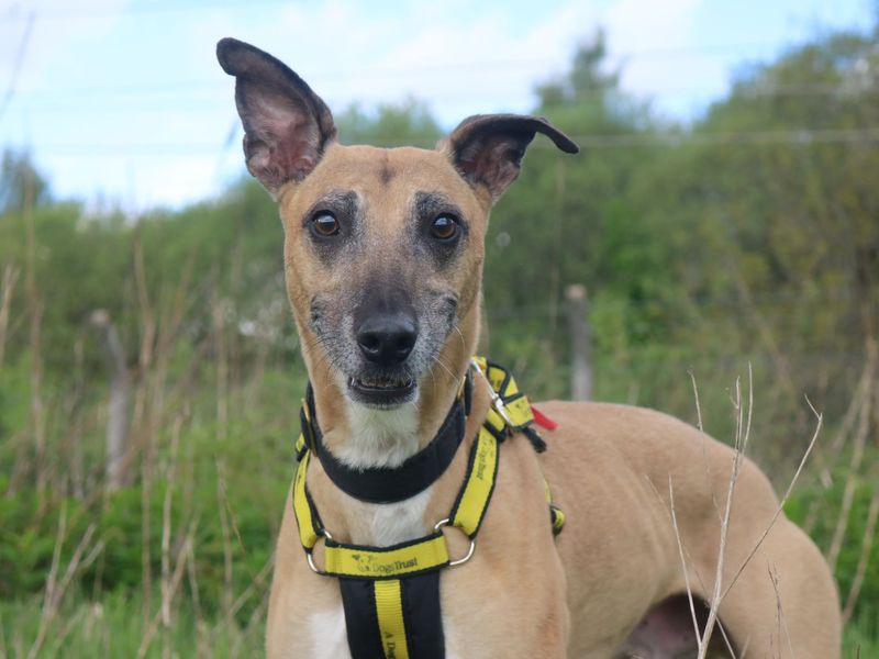 Please retweet to help Bob find a home #GLASGOW #SCOTLAND #UK 
Bouncy Lurcher aged 5-7. With no previous history he is looking for an experienced, adult home to go on with basic training and socialisation.  He needs to be the only pet. 

DETAILS or APPLY👇 dogstrust.org.uk/rehoming/dogs/…