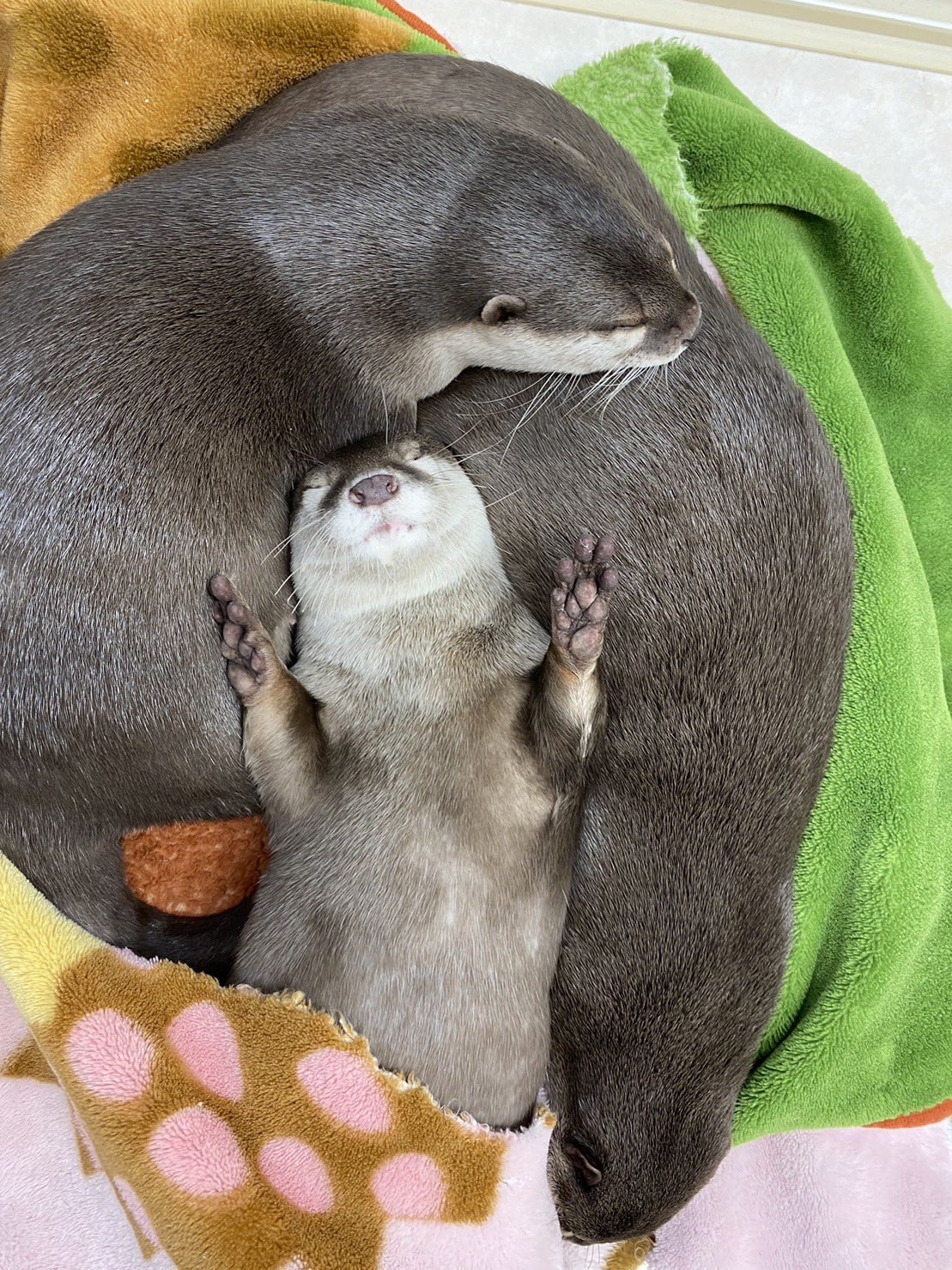 カワウソ】ようこそ大阪店へ！ Otter Welcome to the LOUTRE