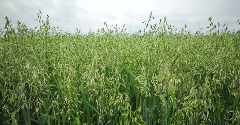 Farming Future Food tweet media