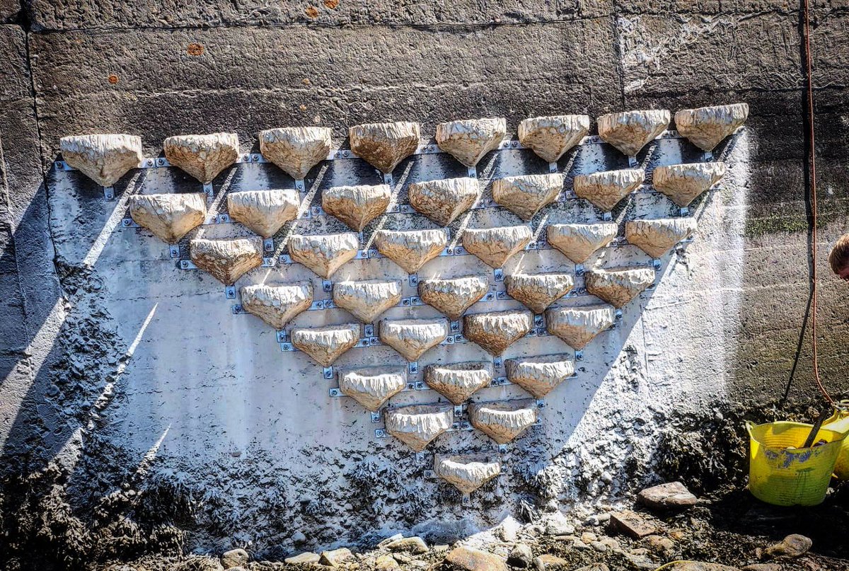 ArtecologyDept's tweet photo. Photo just in from our friends in the north @GWKNEC. This shows the world’s first 36 unit ‘Sandown’ model Vertipool close formation array that provides habitat resources for intertidal and sub tidal wildlife, as well as roosting birds (Purple sandpipers) up in the splash zone. https://t.co/mnRZp0ArRk