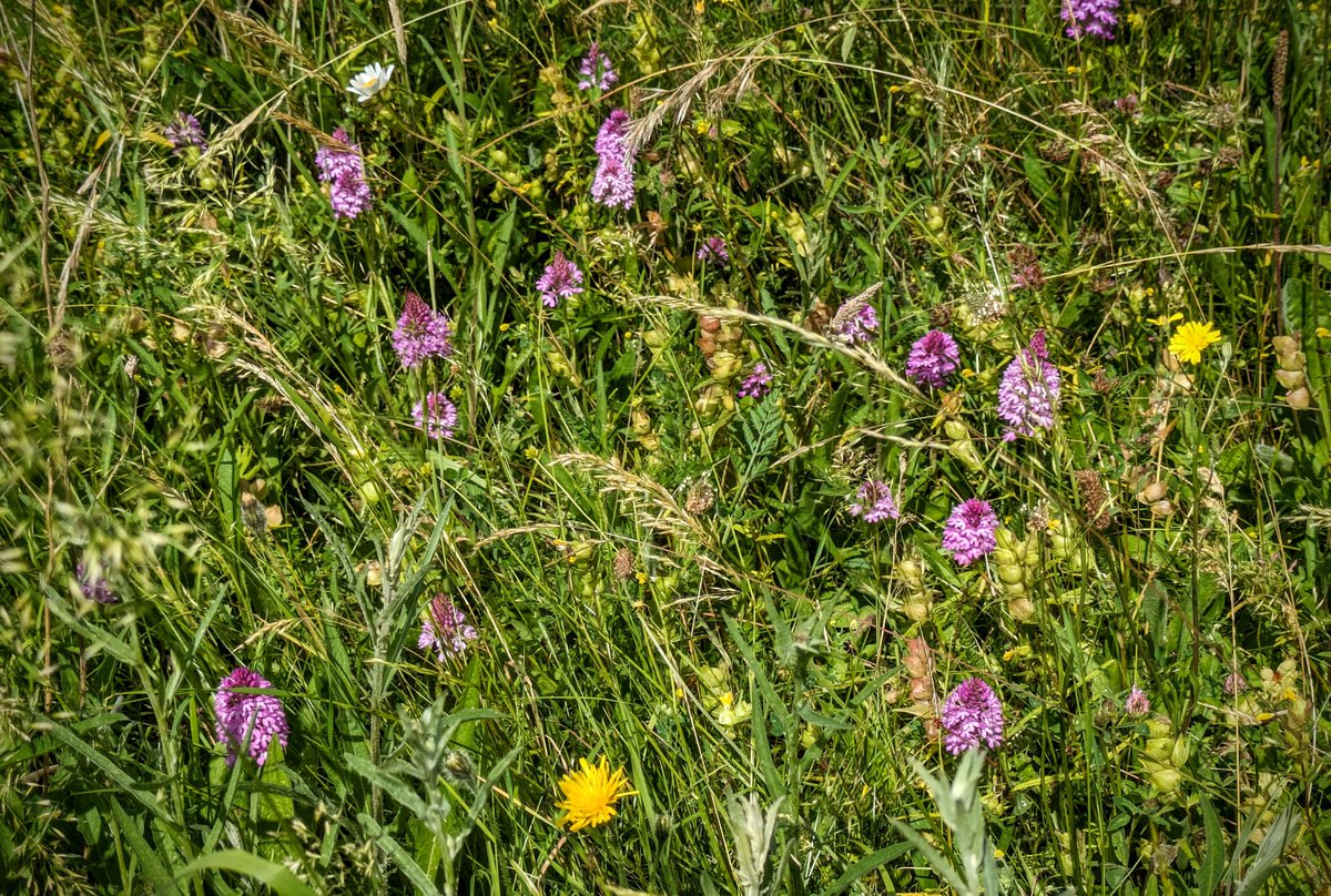 Here in Totternhoe the Pyramidal Orchids are great this year, including an anomalous white variety . . . @NearbyWild @ukorchids @wildlifebcn