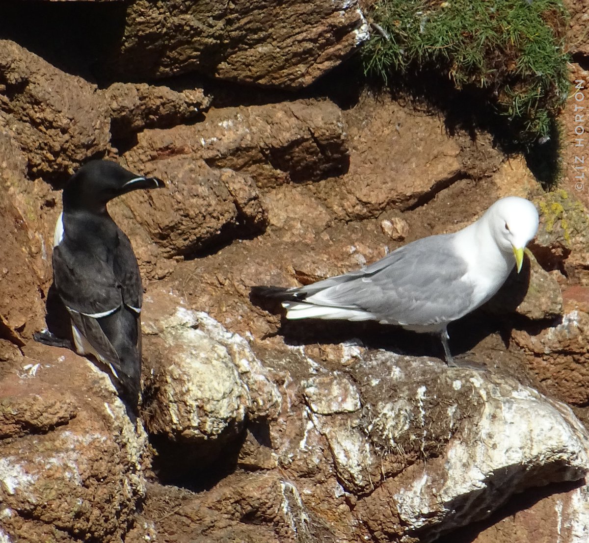 Beautiful Razorbill..closest living relative of the extinct Great #Auk and a pretty Black-legged Kittiwake a member of the #Gull family..
Bullers of Buchan #Aberdeenshire
#nature #wildlife #birds #photography
#birdwatching #birdphotography
#BirdTwitter #seabirds .. 🖤🌱🤍🕊