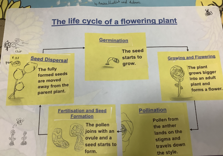 TreesBare's tweet photo. Year 3 have enjoyed acting out the life cycle of a flowering plant. #year3science https://t.co/ivyelmSSCu