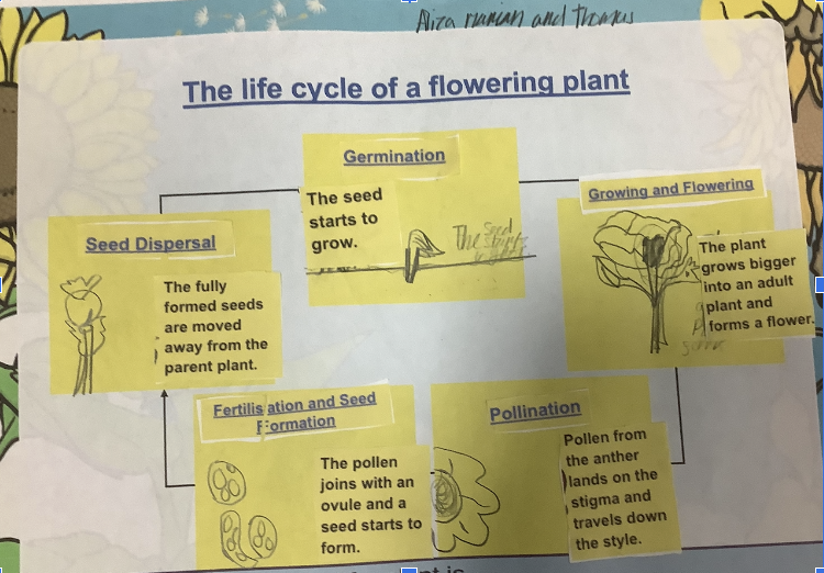 TreesBare's tweet photo. Year 3 have enjoyed acting out the life cycle of a flowering plant. #year3science https://t.co/ivyelmSSCu