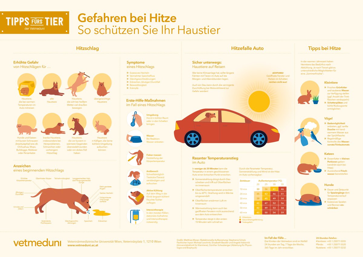 Der #Sommer ist endlich da, die #Temperaturen steigen🌡Achtet an heißen Tagen darauf, dass eure #Haustiere gut versorgt sind!
Unsere #Infografik zeigt:
☀ Symptome #Hitzschlag
☀ Infos zu besonders gefährdeten Tieren
☀ Tipps zu Abkühlung & #ErsteHilfe
→ vetmeduni.ac.at/hitzetipps-hau…