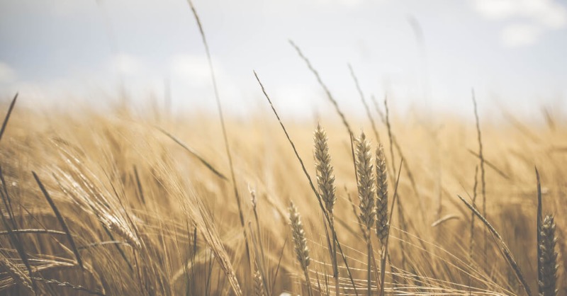 Farming Future Food tweet media