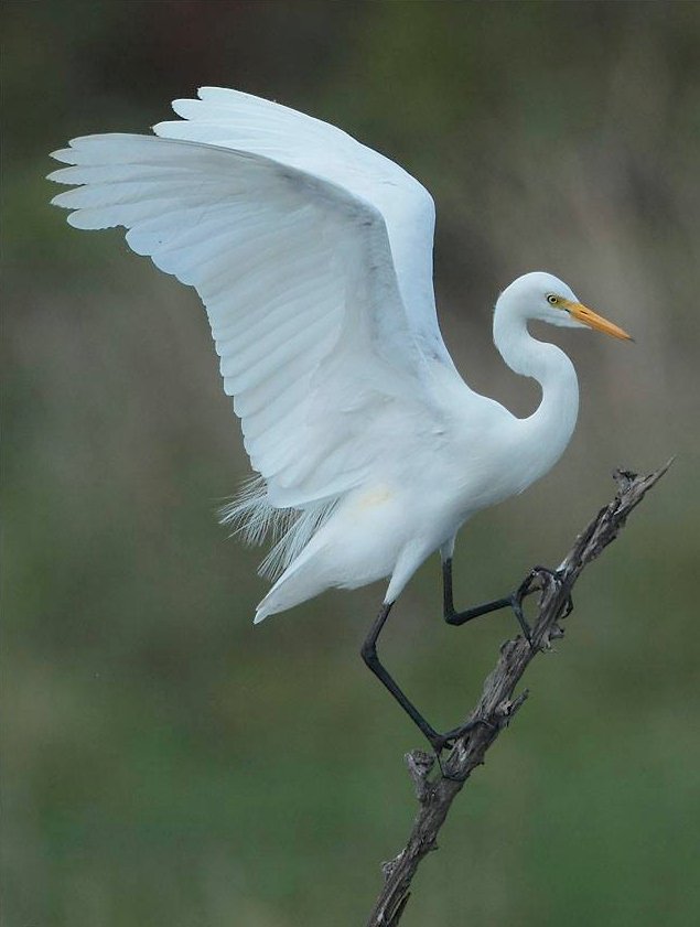 The Intermediate Egret