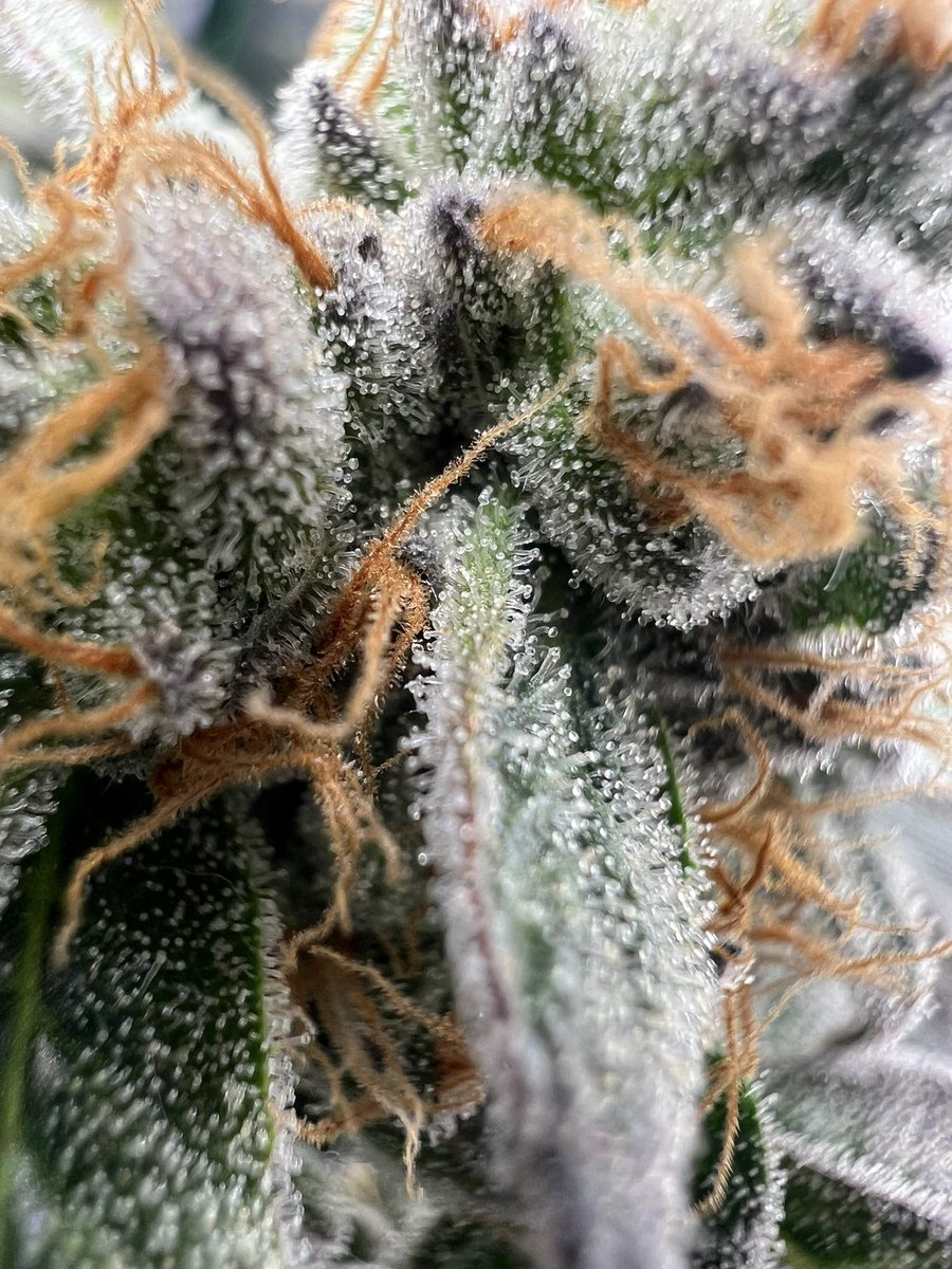Close up shots , Checking for Amber in week 9 👀 #RedRuntz #LotusNutrients @lotusnutrients #Walipini @walipini #CannabisCommunity #Mmemberville #WeedMob #Stoners #HomeGrowers #Fire #Terps 🔥🔥🔥✅✅✅