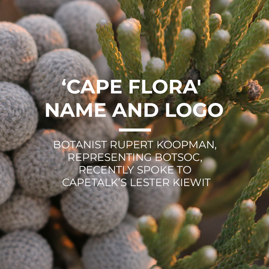 BotSocSA's tweet photo. #ICYMI: Botanist Rupert Koopman recently spoke on @CapeTalk about the importance of giving intellectual protection over the ‘Cape Flora' name and logo. Listen to the discussion here: https://t.co/8JbvhDegyf #BotSocZA #BotSoc #CapeTalk #Radio https://t.co/Mnw3YUwE4d