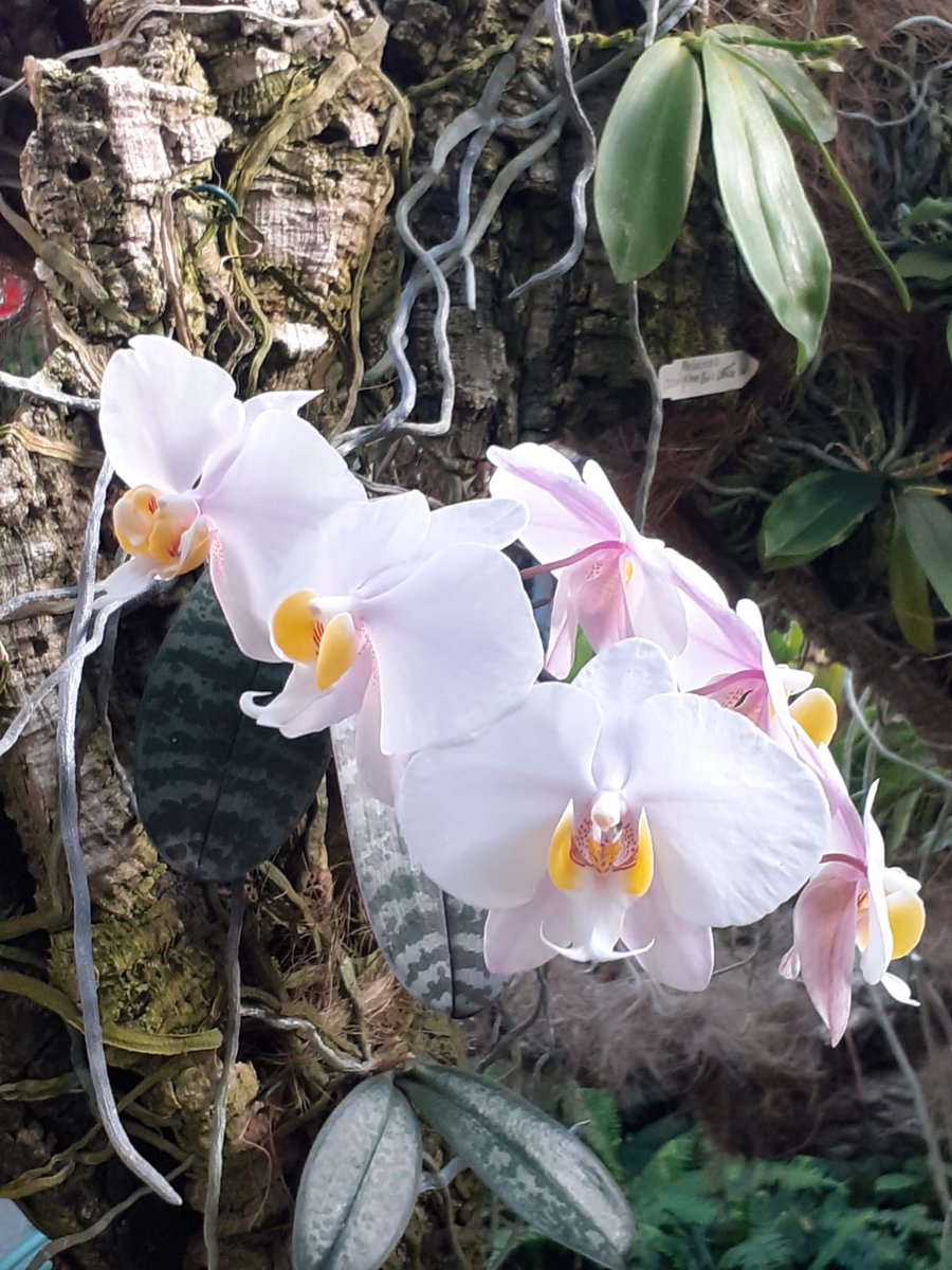 Orquidario Estepona tweet media