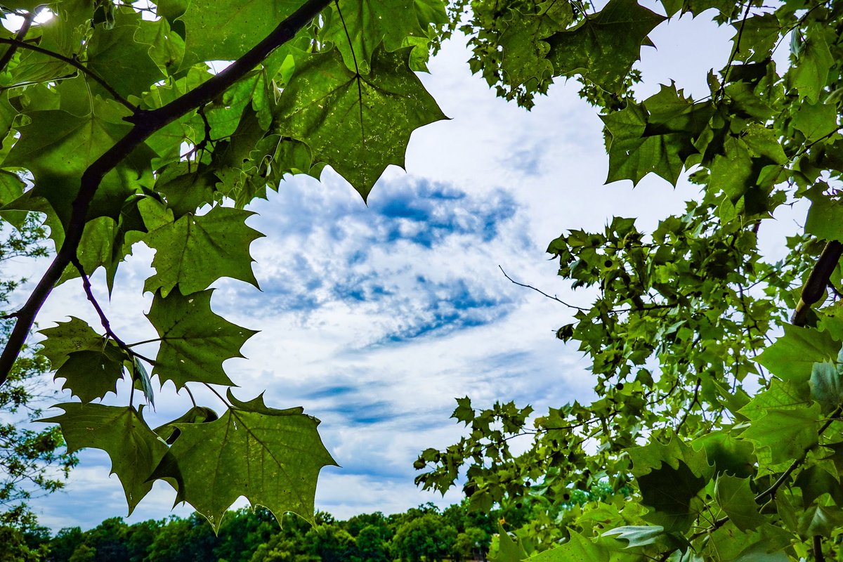DanielCPotts's tweet image. Sometimes, our lives need a bit of reframing,
a different perspective from “more of the same”-ing.
A novel viewpoint, if for peace, we are aiming.
So, let’s look up at the sky through a tree.
—D. Potts
#LessonsFromNature #NaturePhotography #poetry