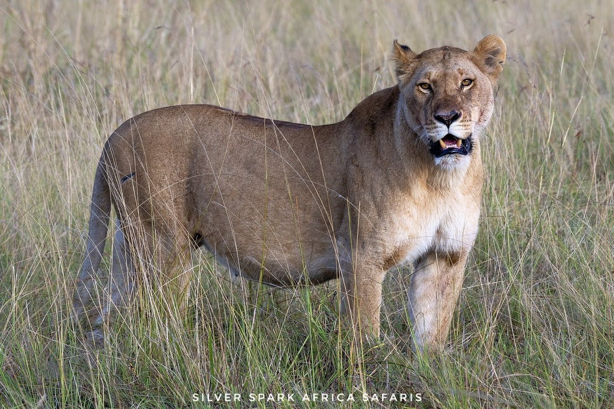 She is showing some enthusiastic approval of the presence of her prey. 

 📸: Lioness 
#tembeakenya #Lionesses #Magicalkenya #safari #africansafari #SilverSparkAfrica #animalworldhd #travelguides #trending #massaimara #tourism  #africanamazing #african_portraits #traveladdict