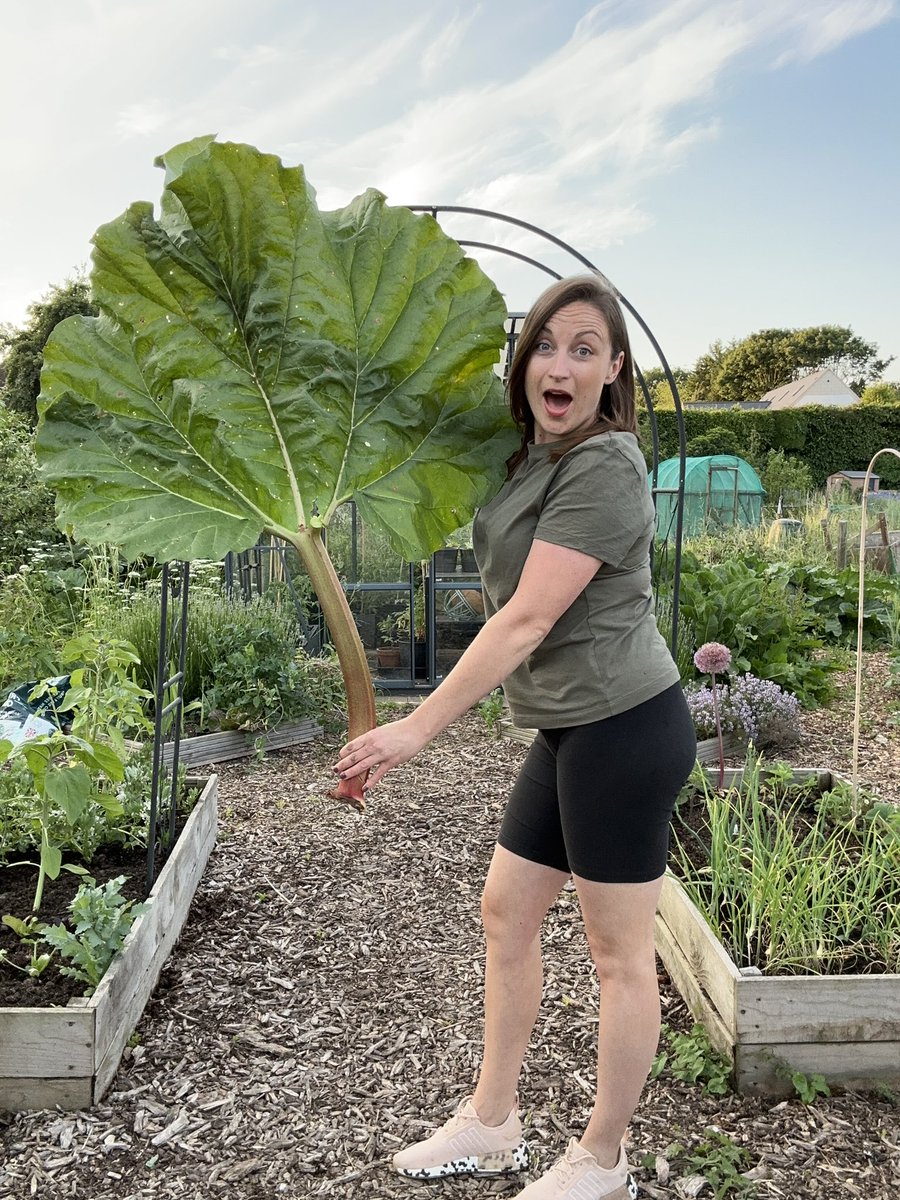 Massive Rhubarb stalk 😍🤩 #gardening #GardenersWorld #allotment #organic #growyourown #garden #Mondayvibes #lincolnshire