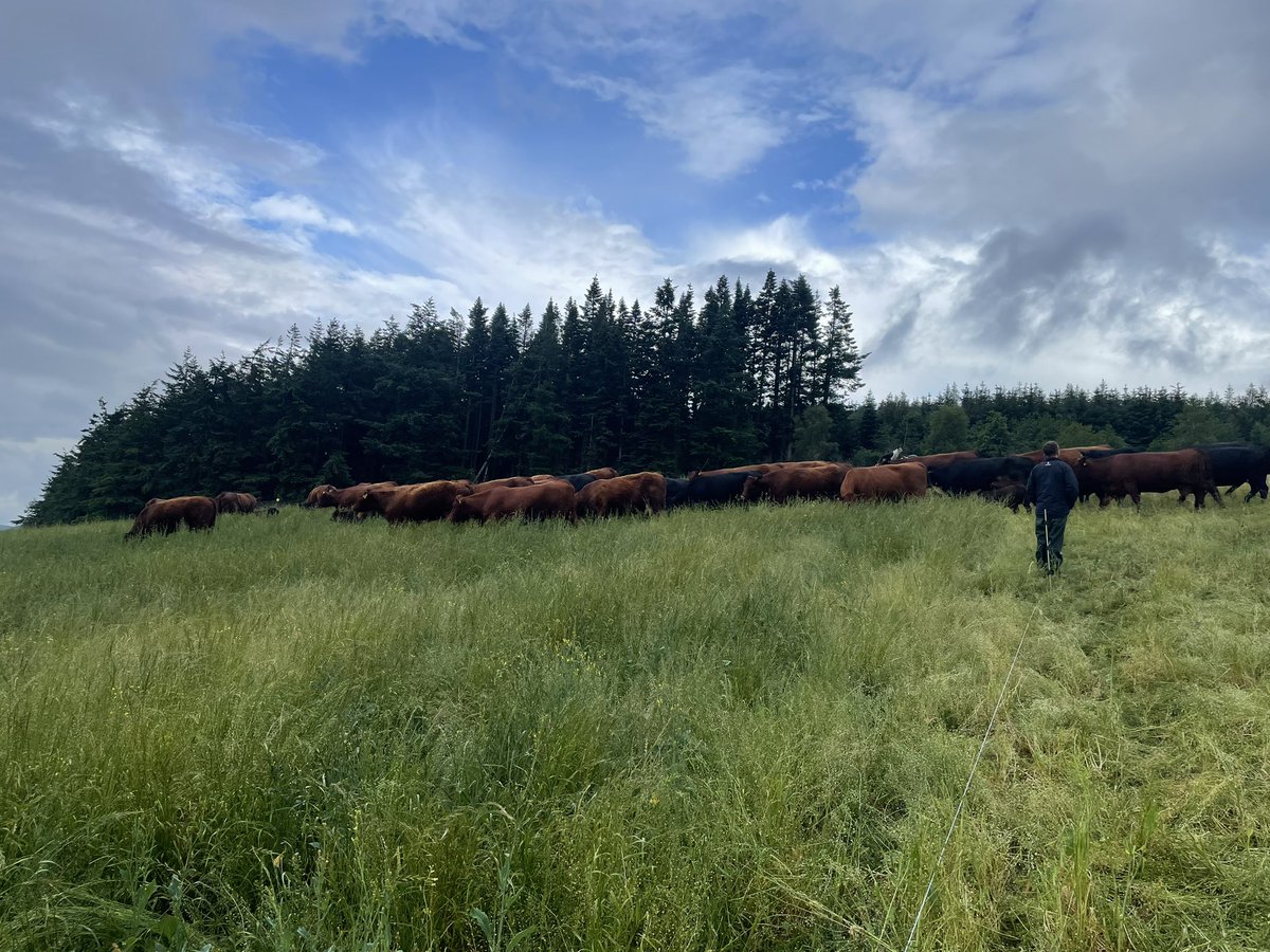 rewildingthesoil (@shepgriff) on Twitter photo I know neighbours are going to ask how much rain did you get ? My answer “ where we are amp grazing all of it !! “
👍 <a href="/peterbyck/">Peter Byck</a> I know neighbours are going to ask how much rain did you get ? My answer “ where we are amp grazing all of it !! “
👍 <a href="/peterbyck/">Peter Byck</a>