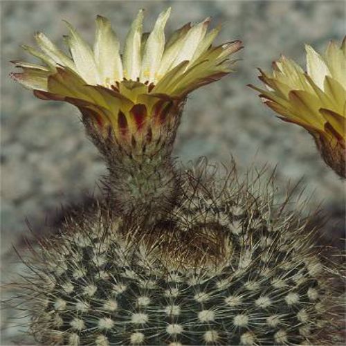 BeejwalaIndia's tweet photo. Buy Notocactus Euginae Van Villiet Flower Cactus Seeds Pack
https://t.co/WbMXTlqpyU

🎁 SPECIAL OFFER: Up to 90% off  
👉 Check Now: https://t.co/qkdEnDEzlA
📦 Dispatch in 1 - 2 Days
#beejwala #Notocactus #EuginaeVanVilliet #CactusSeeds #garden #gardening https://t.co/KEfchw5Xzl
