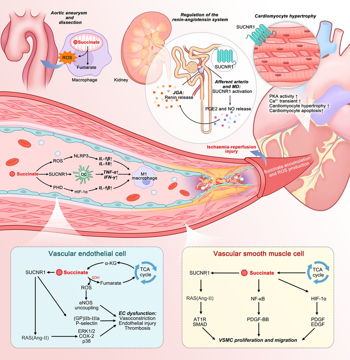 iMetaScience's tweet photo. Pleiotropic activities of succinate: The interplay between gut microbiota and cardiovascular diseases
https://t.co/D4A08vQvYM
#GutMicrobiota #microbiome #cardiovascular #succinate #pathway #MedTwitter 
@wileymicrobio @wileyinresearch @WileyBiomedical @WileyHealth https://t.co/dAgCgpXlsL