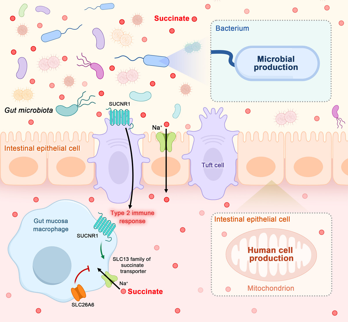 iMetaScience's tweet photo. Pleiotropic activities of succinate: The interplay between gut microbiota and cardiovascular diseases
https://t.co/D4A08vQvYM
#GutMicrobiota #microbiome #cardiovascular #succinate #pathway #MedTwitter 
@wileymicrobio @wileyinresearch @WileyBiomedical @WileyHealth https://t.co/dAgCgpXlsL