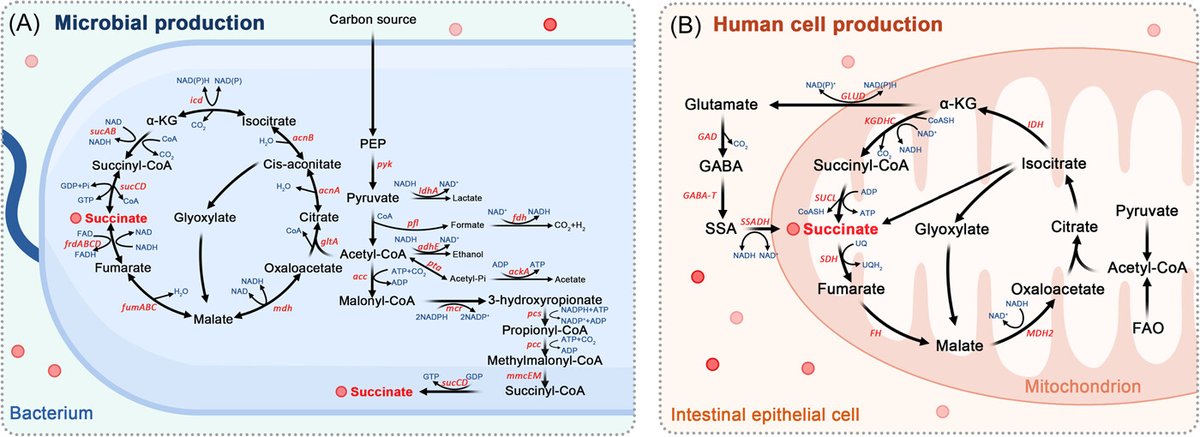 iMetaScience's tweet photo. Pleiotropic activities of succinate: The interplay between gut microbiota and cardiovascular diseases
https://t.co/D4A08vQvYM
#GutMicrobiota #microbiome #cardiovascular #succinate #pathway #MedTwitter 
@wileymicrobio @wileyinresearch @WileyBiomedical @WileyHealth https://t.co/dAgCgpXlsL