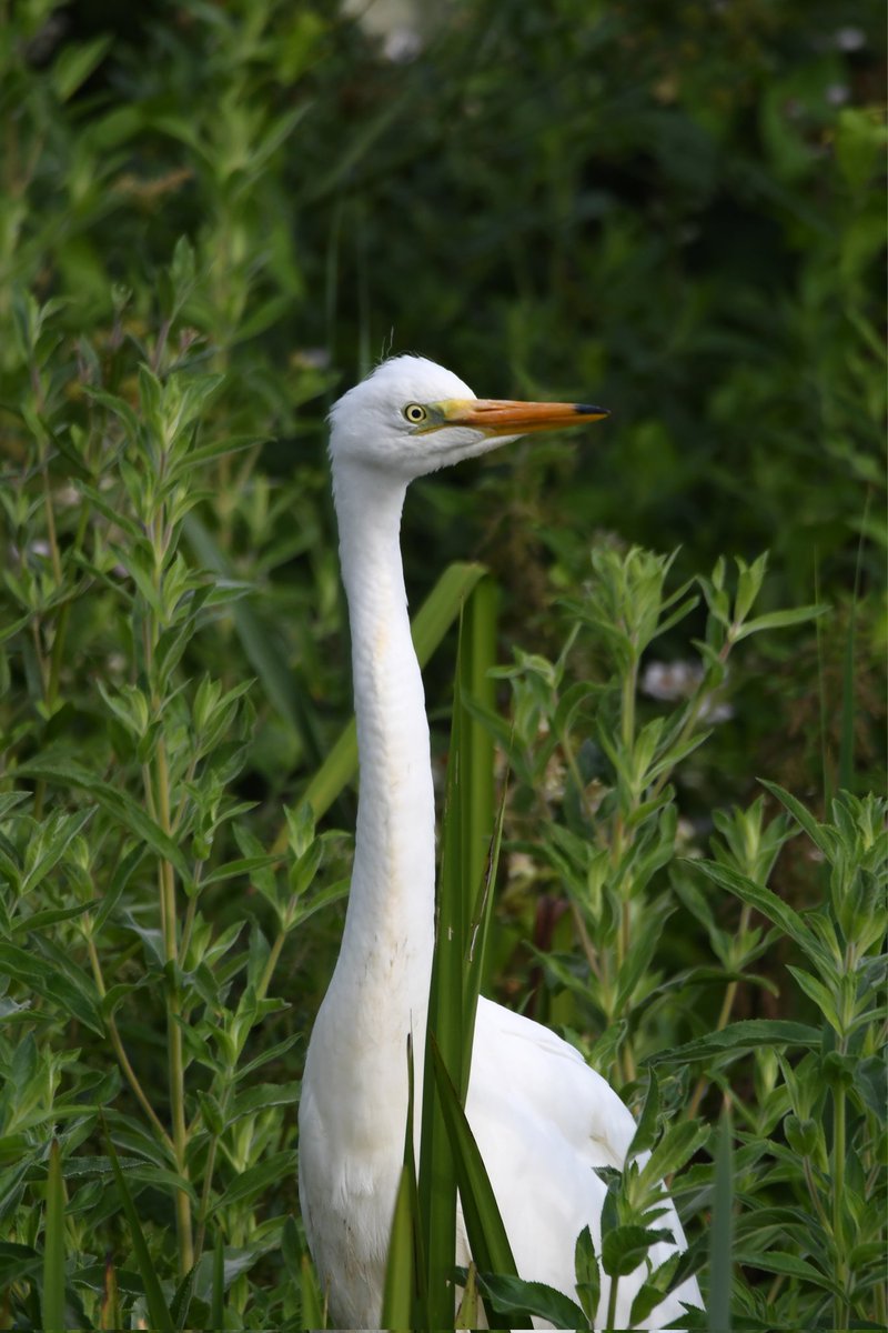 Great Egret 
Bude Cornwall 〓〓 
#wildlife #nature #lovebude 
#bude #Cornwall #Kernow #wildlifephotography #birdwatching
#BirdsOfTwitter
#TwitterNatureCommunity
#GreatEgret