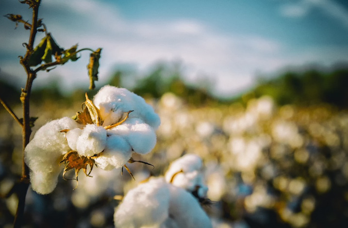 Les autorités maliennes viennent à la rescousse de la filière coton : forbesafrique.com/mali-les-autor…

#Afrique #mali #coton #ressources #ForbesAfrique